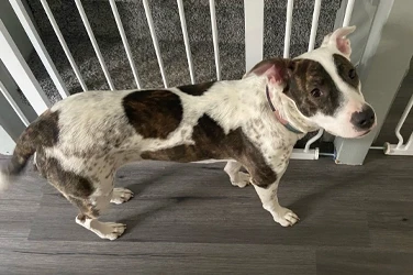 Diamond – Sara Cannon