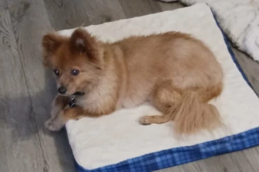 Sadie – Melissa Oswalt